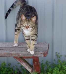 Kepler (a tabby cat) posing on a bench in front of the barn